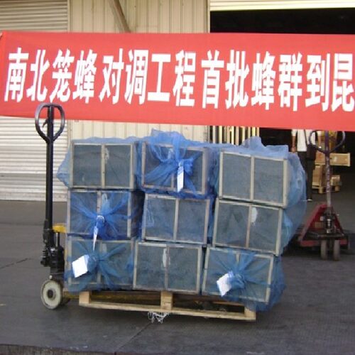 新手入门意蜂活群带脾和产卵王全套 + 技术指导 生产群 包邮包活 - 图1