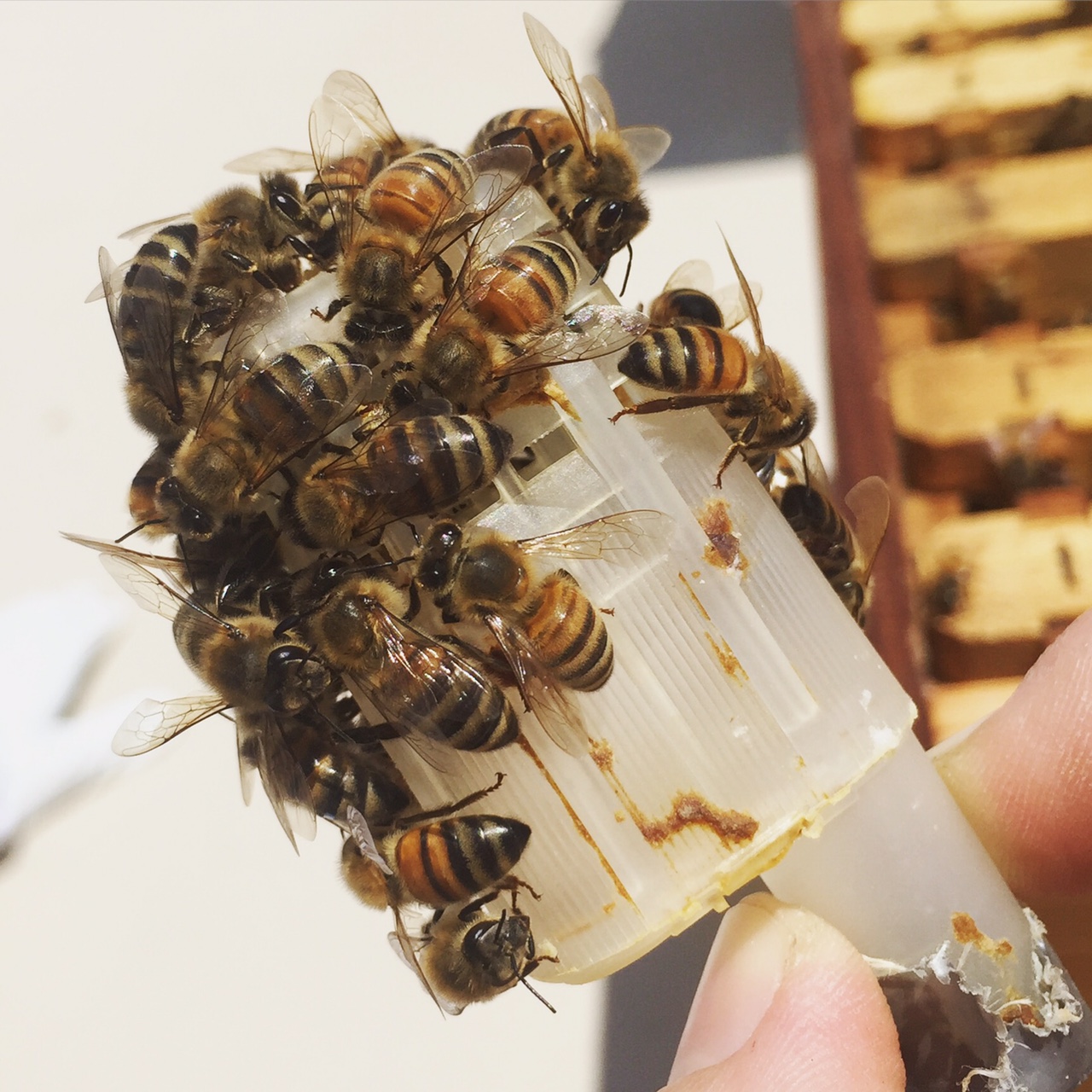 出售活体意蜂蜂群低价免邮费蜜蜂蜂群笼蜂蜂箱巢脾约1斤非中蜂群