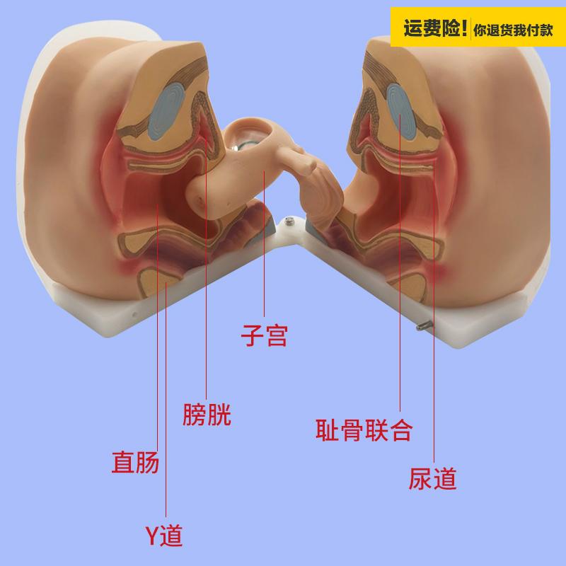 .女性生殖器模型宫颈子宫阴道卵巢妇科检查生殖私密教学1比1软硅 - 图0