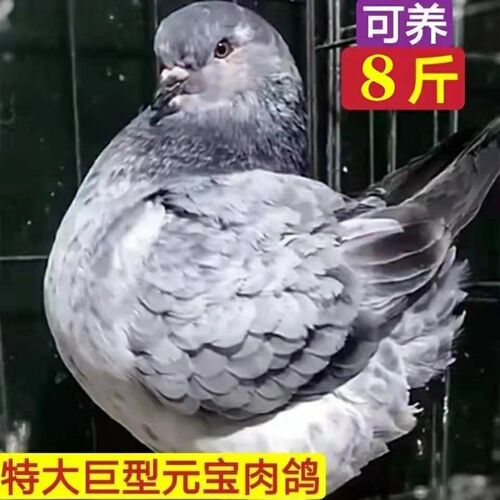 鸽子活一对活物元宝鸽子巨型特大种鸽青年正宗大体纯种观赏鸽肉鸽 - 图0