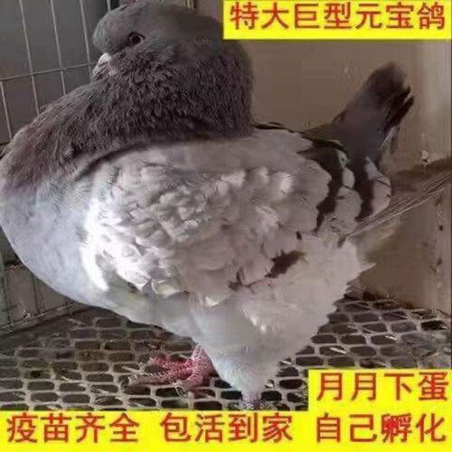 鸽子活一对活物元宝鸽子巨型特大种鸽青年正宗大体纯种观赏鸽肉鸽 - 图3