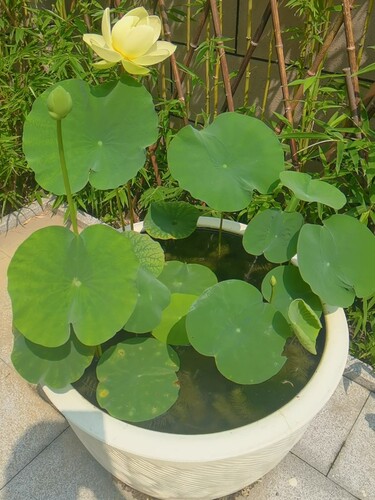 金陵凝翠大型碗莲种藕苗子盆栽荷花种苗阳台室内庭院鱼池睡莲四季 - 图2