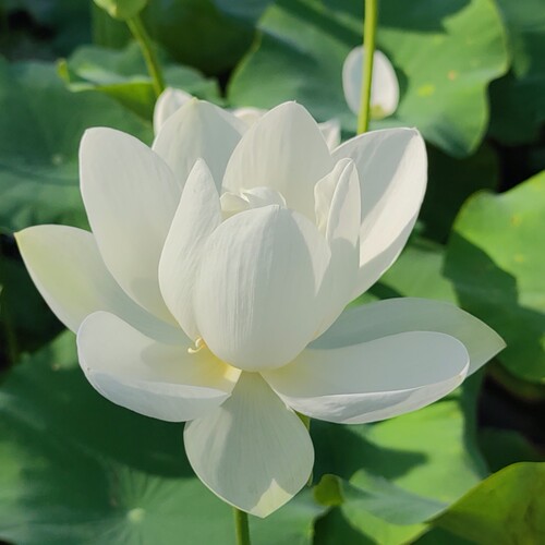 白玉莲观赏盆栽荷花种苗碗莲种藕苗子根室内阳台庭院鱼池净化空气 - 图2