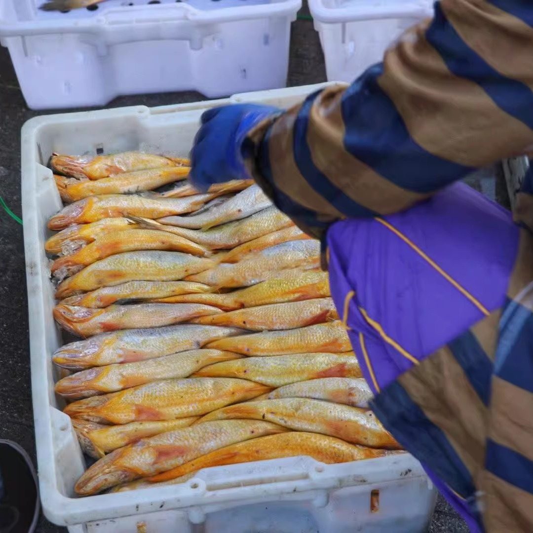 【新鲜冷冻】舟山野生中条黄鱼23两年货海鲜鲜活水产东海浙江宁波,淘宝优惠券,粉丝福利购,淘宝优惠卷