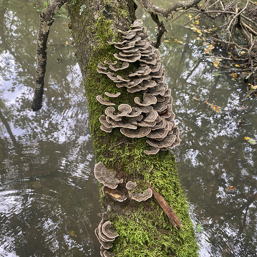 云芝250g黄云芝干品东北深山整枝新货精选云芝蘑可打粉无虫无药熏-图1