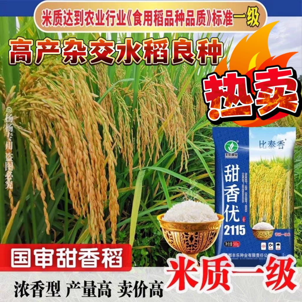 国审一级香稻种子甜香优2115高产杂交水稻种子浓香型长粒香米谷种 - 图2