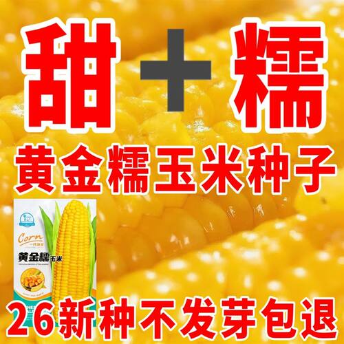 原装黄糯玉米种子农科院新品种非转基因大棒粘玉米杂交大田专用种 - 图1