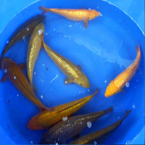 锦鲤 金鱼 活体日本纯种茶鲤锦鲤观赏鱼 风水鱼丹顶锦鲤鱼冷水鱼 - 图2