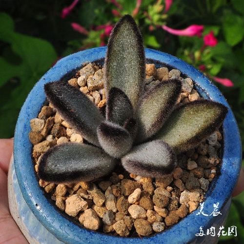 多肉植物黑巧克力兔多肉29元包邮美晨特价花卉绿植盆栽新手 - 图0