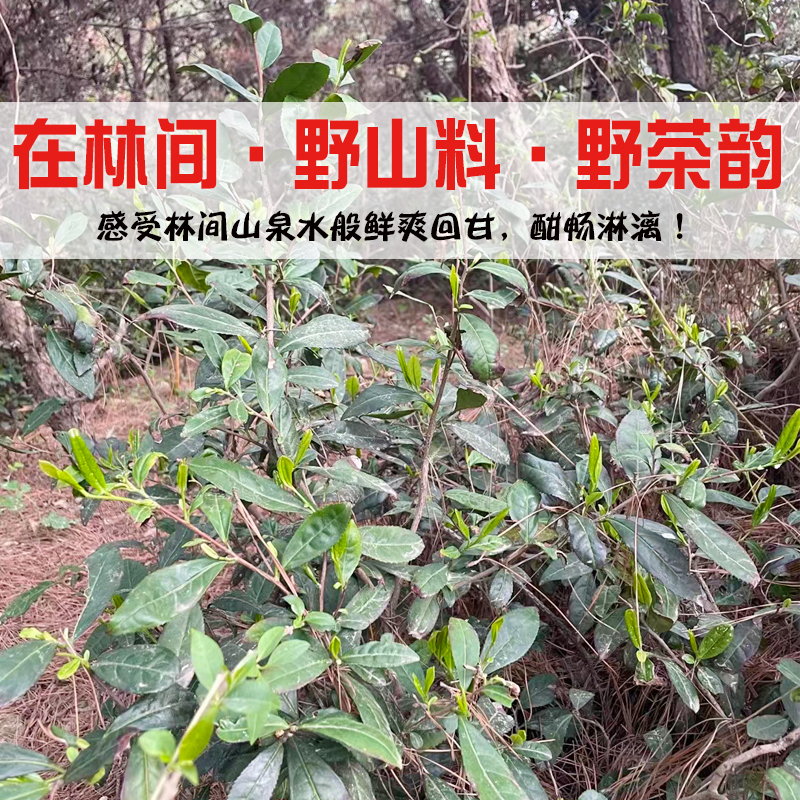 野山1号日照绿茶2024年新茶叶 山东特产野生手工板栗香豌豆鲜绿茶 - 图2