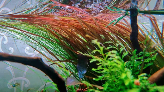 日本小箦藻ADA红箦藻风车箦藻水下叶鱼缸植物水草 水族箱造景包邮