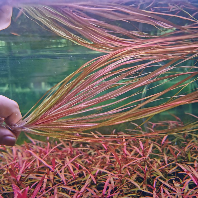 日本小箦藻ADA红箦藻风车箦藻水下叶鱼缸植物水草 水族箱造景包邮