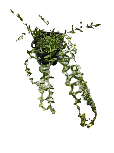 恩格勒球兰 (Hoya Engleriana)进口越南种可爱明亮小叶片耐热耐寒 - 图3