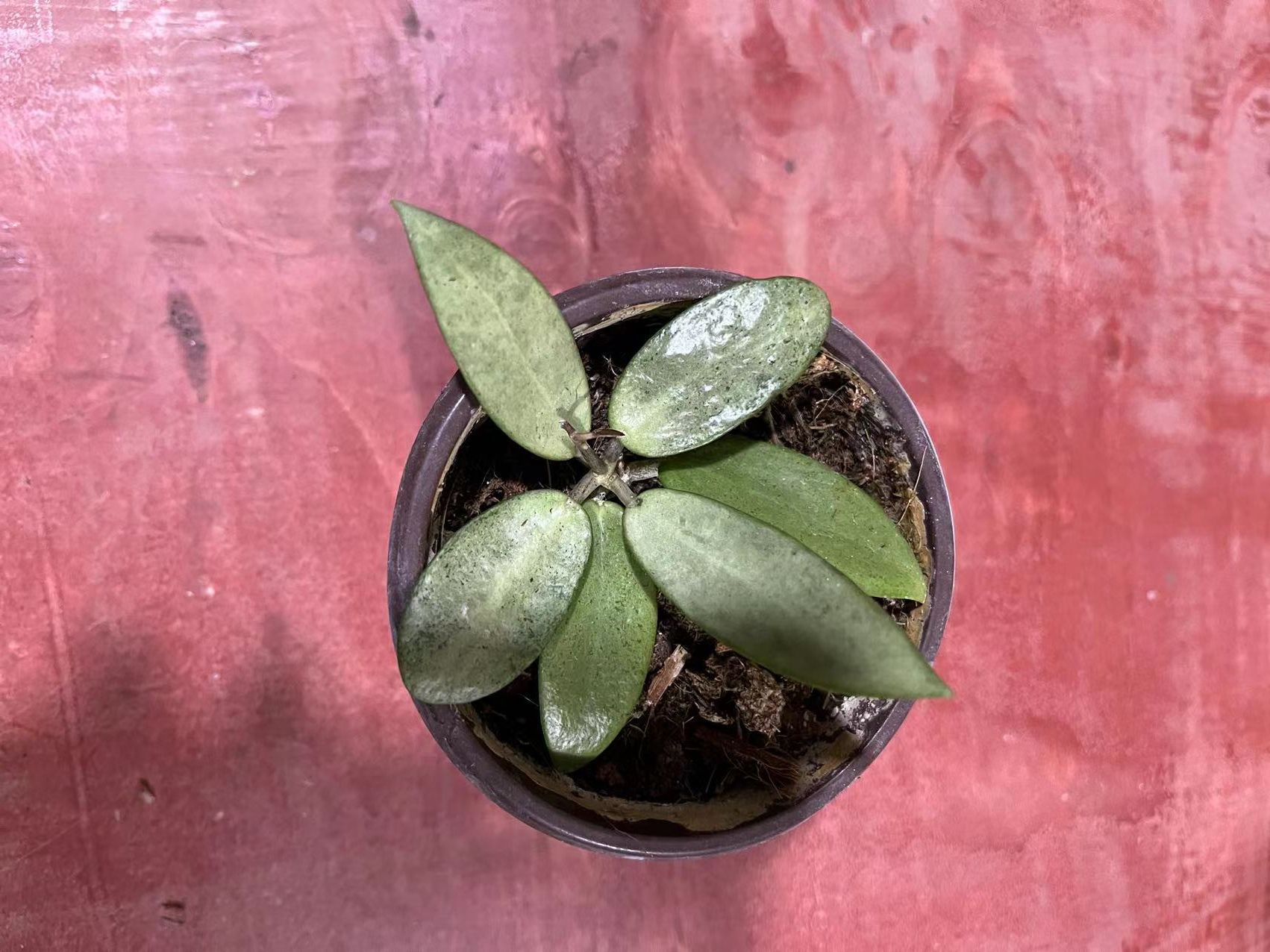 hoya silver lady dy玉女球兰小苗高斑球兰美叶品种-图0