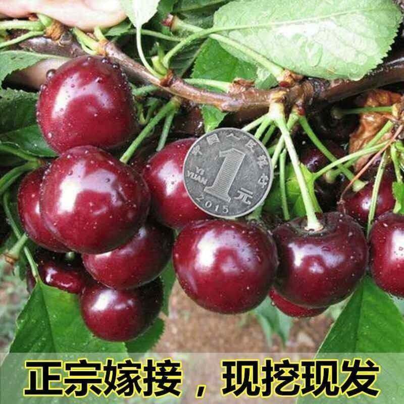  假日搭档活页胶圈
