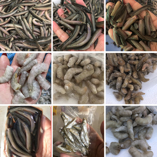 龙鱼魟鱼虎鱼泥鳅段饲料冻河虾泥鳅鱼饲料段冰冻鱼食虾冷冻冰冻虾 - 图0