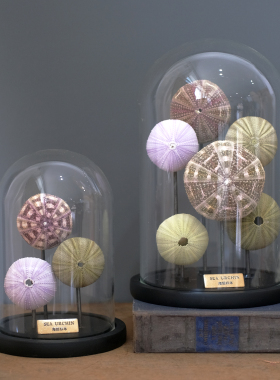 化石贝壳蝴蝶标本玻璃罩摆件家居软装书房展示陈列北欧美式风格