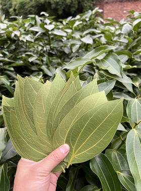叶雕专用树叶平安树叶激光雕刻树叶干燥处理快速发货