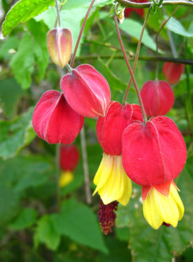 藤本花卉蔓性悬风铃花红灯笼花盆栽藤蔓植物庭院阳台爬藤四季开花