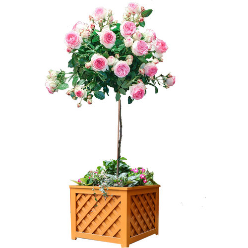 嫁接欧月棒棒糖树状月季花苗特大花浓香四季树形盆景别墅庭院植物 - 图3