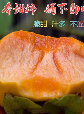 甜脆柿子苗树庭院果树果苗无核巧克力红灯笼水晶柿子树苗当年结果