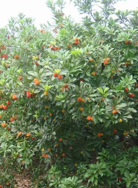 嫁接东魁杨梅树苗南方北方庭院阳台种植果树苗当年结果杨梅非草莓