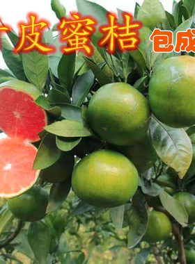 新品种青皮蜜桔日南一号桔早熟青柑橘嫁接无核蜜桔子南方北方种植