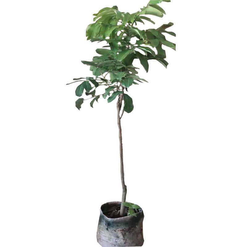 嫁接龙眼树苗石硖储良四季无核龙眼苗南北方种植带土发货当年结果