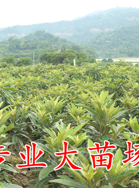 白玉白肉枇杷苗南北方种植四季盆栽地栽大五星嫁接果树苗当年结果