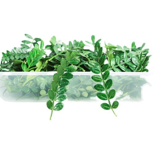 清香木烘焙装饰叶子胡椒木绿植植物盆栽小苗蛋糕店绿色薄荷叶点缀 - 图3