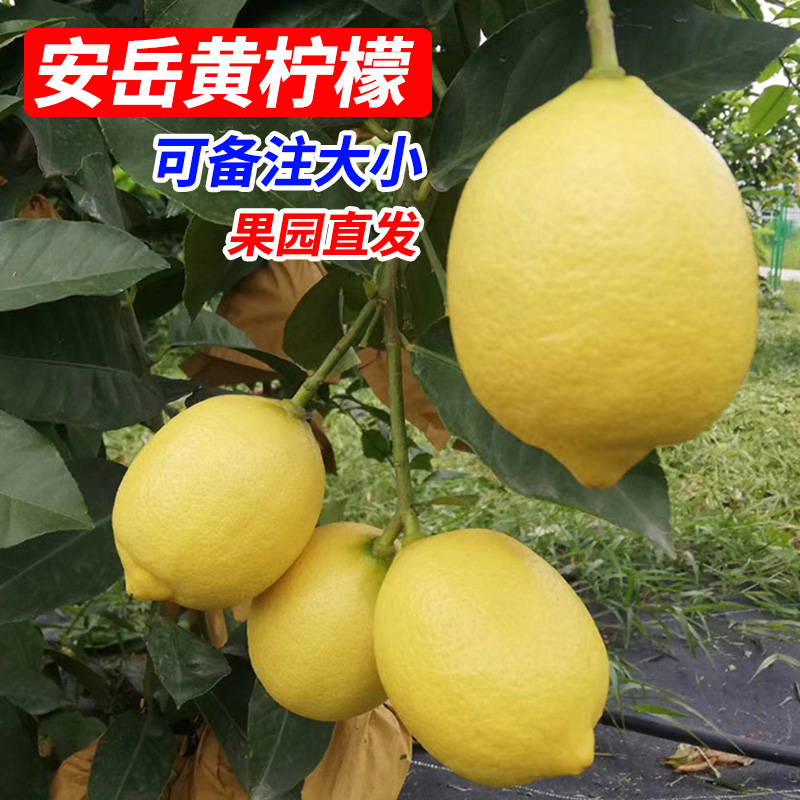 京溪园旗舰店京溪园 四川安岳黄柠檬鲜果5斤榨汁切片新鲜水果批发 柠檬新鲜1