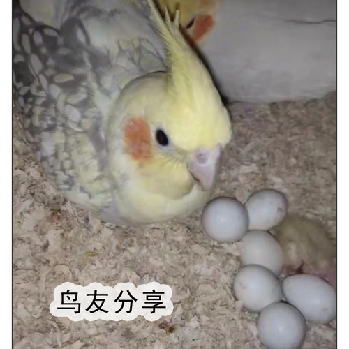 鹦鹉专用木屑虎皮玄凤牡丹小太阳鸟用繁殖箱垫料鸟窝刨花幼鸟用品 - 图2