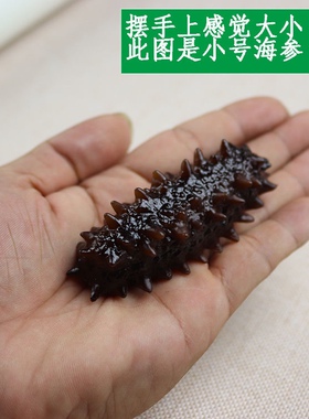 假海参模型装饰食品模型摆件样品