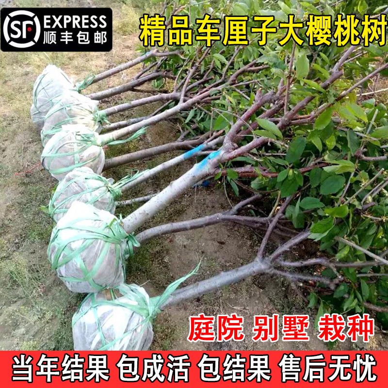 正宗车厘子树苗大樱桃树苖南方北方种植盆栽地栽庭院嫁接果树果苗 - 图2