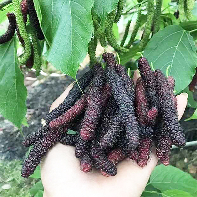 桑葚盆栽树苗当年结果四季食用桑树花卉绿植阳台庭院果树桑椹大苗 - 图0