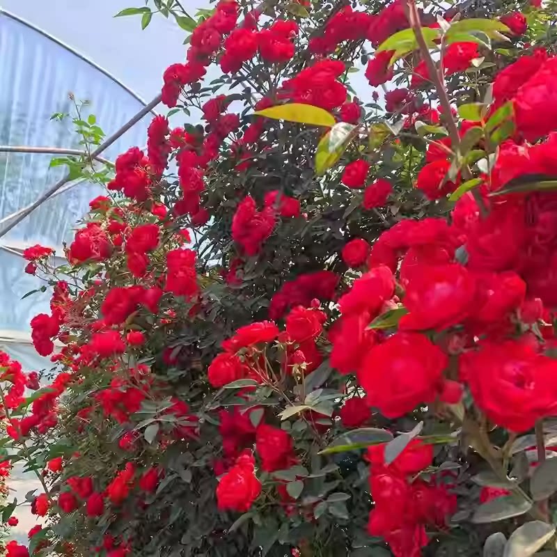 红木香黄木香白木香花树苗庭院耐寒爬藤攀援浓香花卉植物木香树苗