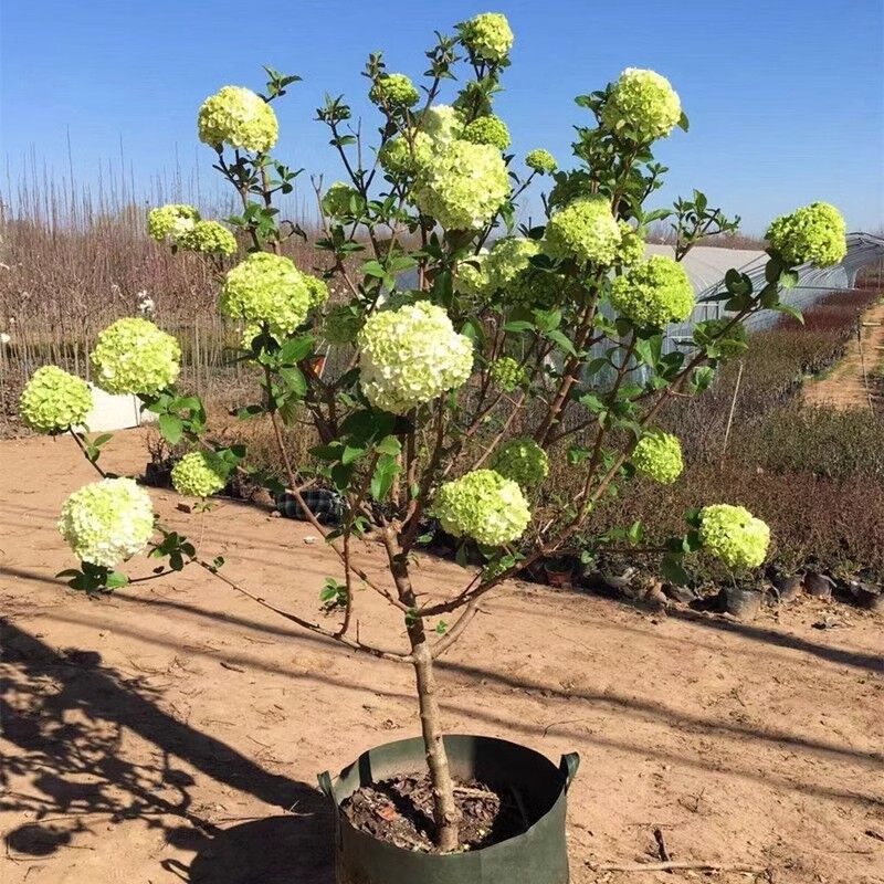 中华木绣球树苗大花斗球丛生木本绣球别墅庭院盆栽风景树耐寒大型,淘宝优惠券,粉丝福利购,淘宝优惠卷