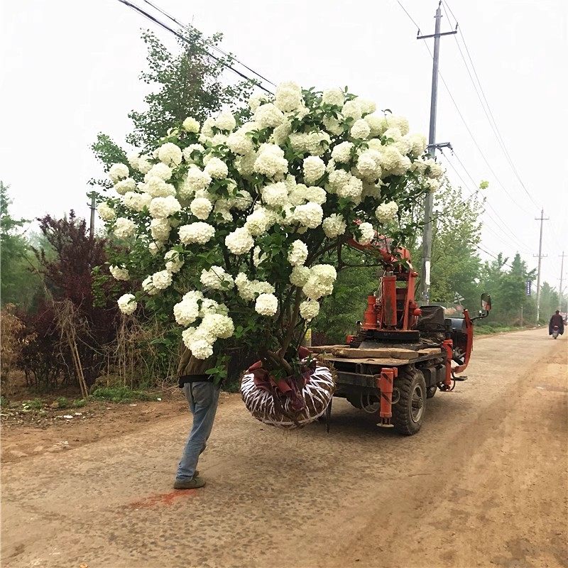 中华木绣球树苗大花斗球丛生木本绣球别墅庭院盆栽风景树耐寒大型,淘宝优惠券,粉丝福利购,淘宝优惠卷