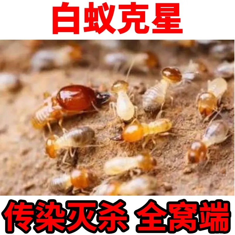 广东昆虫专用白蚁药防治传染灭杀飞蚂蚁药粉家用非无毒室内全窝端 - 图0