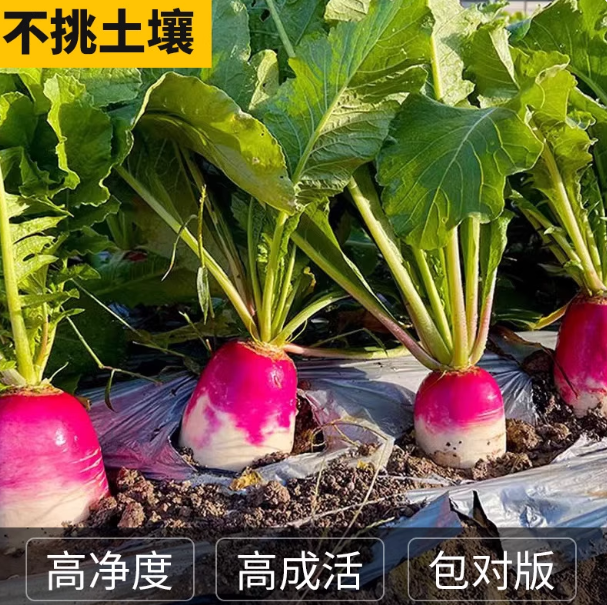 蔬菜种子大全四季青菜种植种籽萝卜籽白菜茼蒿线椒王马齿苋生菜籽,淘宝优惠券,粉丝福利购,淘宝优惠卷