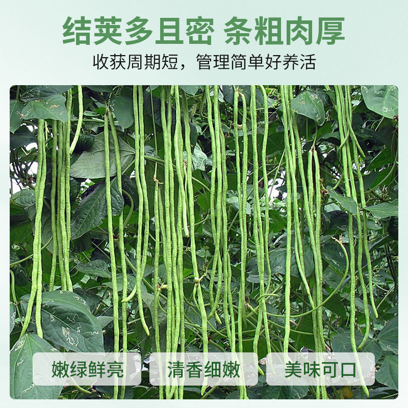 特长901豇豆种子需搭架豆角种籽高产老品种豆角种孑豆荚蔬菜种子,淘宝优惠券,粉丝福利购,淘宝优惠卷
