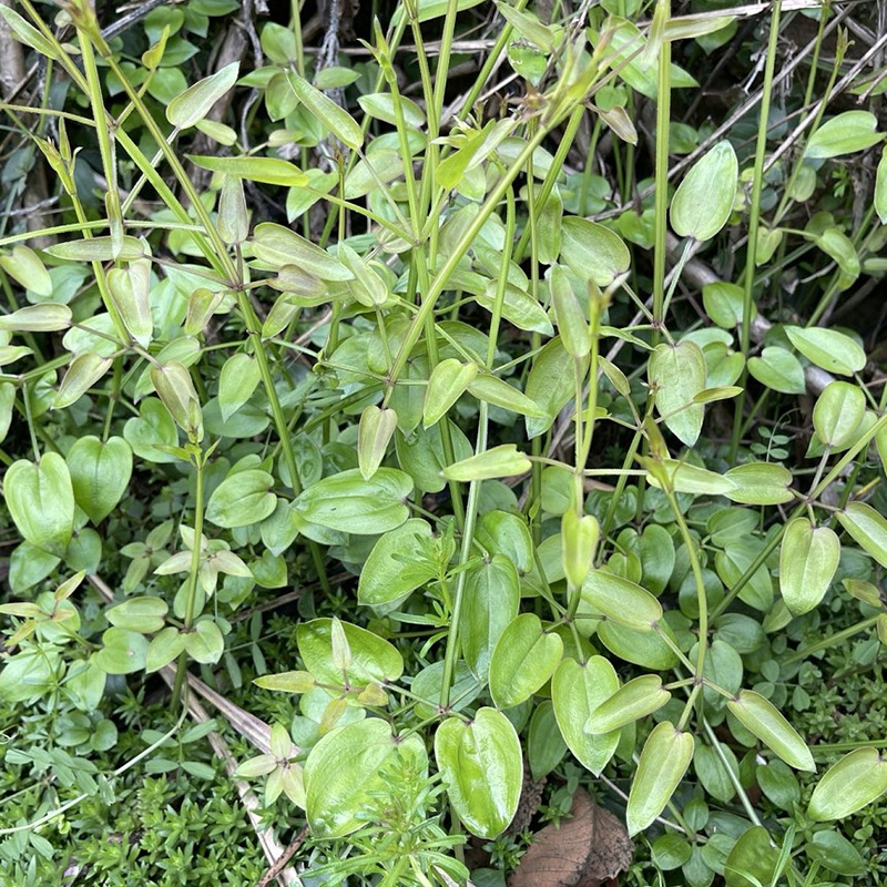 现采茜草新鲜茜草锯锯藤地苏木血见愁蒨草血茜草血见愁地苏木土丹 - 图2