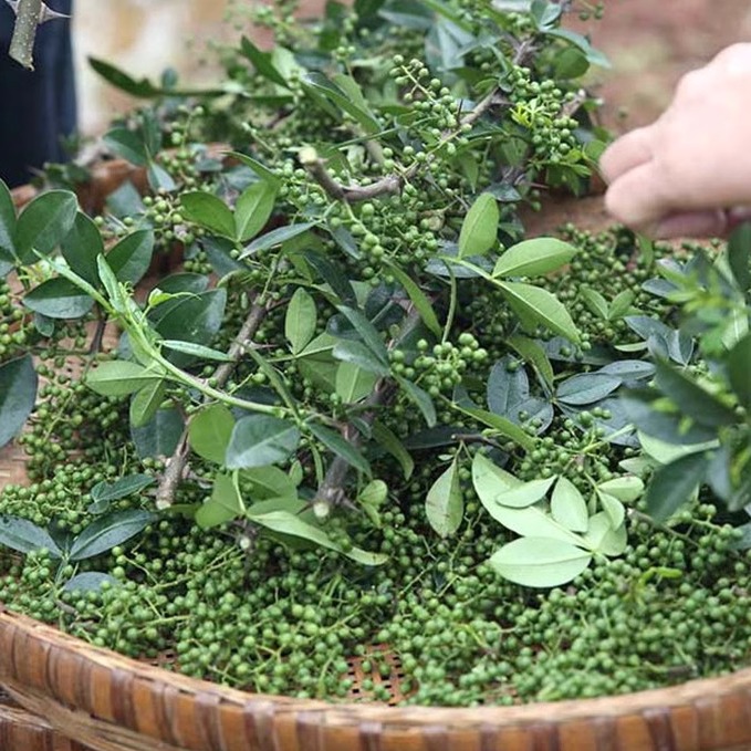 新鲜青花椒湖北宜昌农家青花椒本地土花椒新花椒生麻椒鲜青藤椒 - 图1