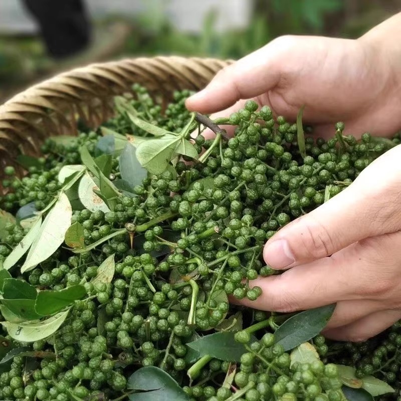 新鲜青花椒湖北宜昌农家青花椒本地土花椒新花椒生麻椒鲜青藤椒 - 图0