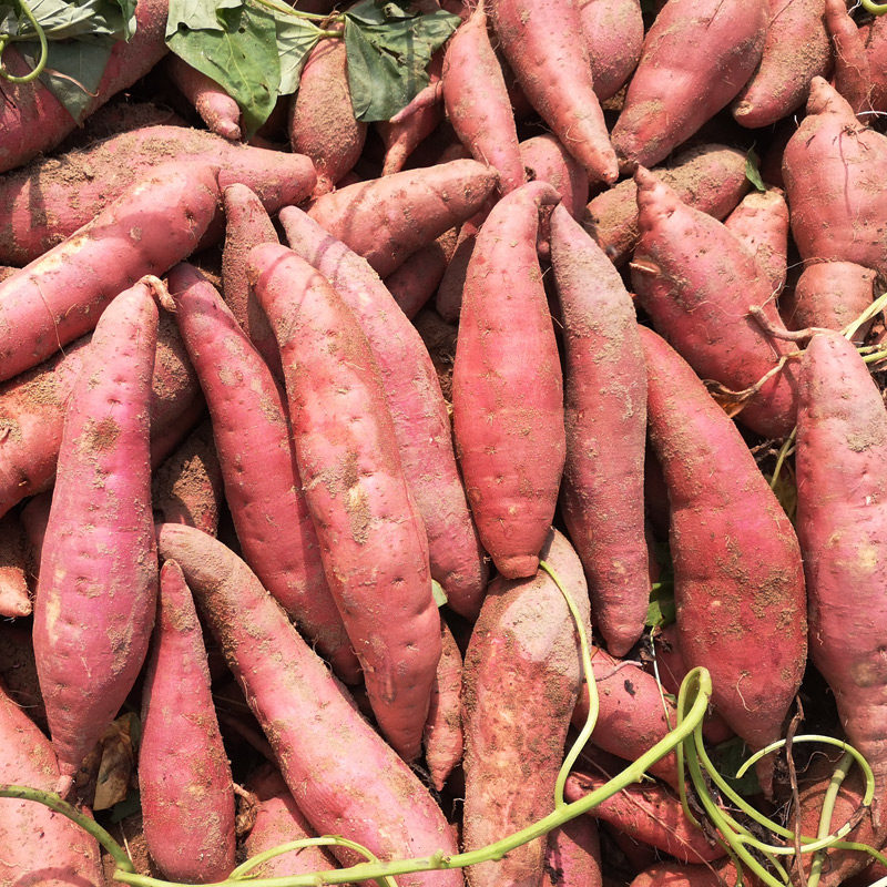 井号六鳌糖心红蜜薯大果现挖地瓜 井号番薯