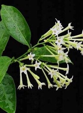 夜来香花苗盆栽阳台庭院