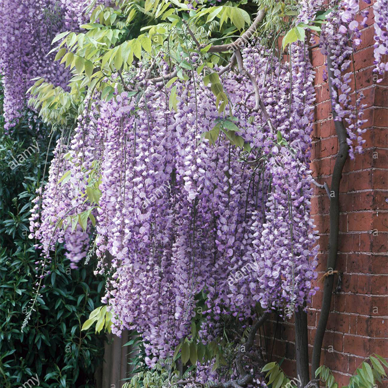 紫藤花苗爬藤植物四季种植开花树苗庭院围栏藤本花卉盆栽紫藤萝蔓 - 图2