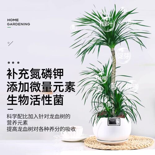 龙血树营养液专用肥水培室内绿植盆栽通用型植物花卉肥料防治黄叶 - 图3
