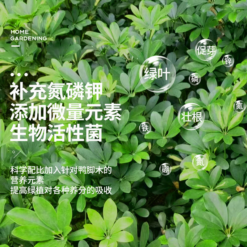 鸭脚木肥料招财树专用营养液鸭掌柴鹅掌木绿植盆栽通用型液体肥,淘宝优惠券,粉丝福利购,淘宝优惠卷