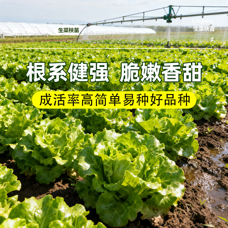 生菜苗带土秋冬耐寒秧苗紫叶奶油蔬菜苗家用阳台盆栽四季可种,淘宝优惠券,粉丝福利购,淘宝优惠卷